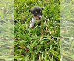Small Photo #1 Pembroke Welsh Corgi Puppy For Sale in RICHLAND, MO, USA