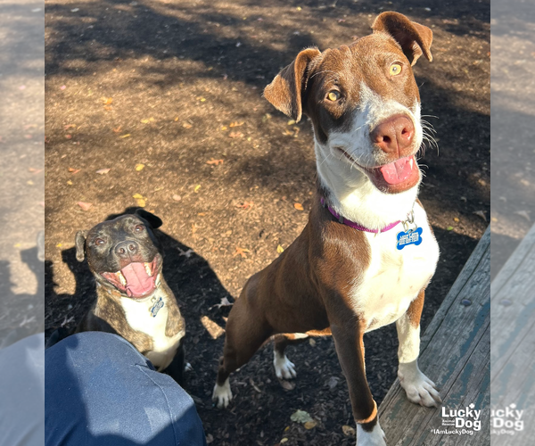 Medium Photo #8 Lab-Pointer Puppy For Sale in Washington, DC, USA