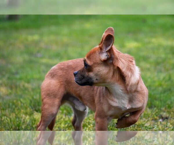 Medium Photo #5 French Bullhuahua Puppy For Sale in Arlington, WA, USA