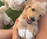 Puppy Maple Goldendoodle