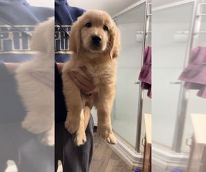 Golden Retriever Puppy for sale in PARMA, OH, USA