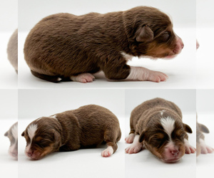 Miniature Australian Shepherd Puppy for sale in BROOKER, FL, USA