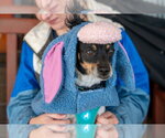 Small Photo #17 Rat-Cha Puppy For Sale in Mundelein, IL, USA