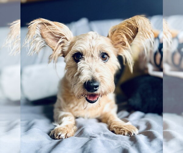 Medium Photo #4 Mutt Puppy For Sale in Oak Bluffs, MA, USA