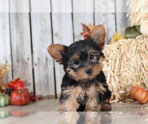 Yorkshire Terrier Puppy for sale in MOUNT VERNON, OH, USA