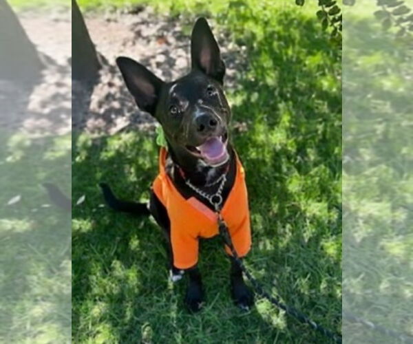 Medium Photo #7 Labrador Retriever-Unknown Mix Puppy For Sale in San Diego, CA, USA