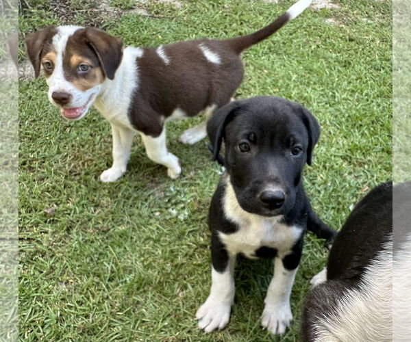 Medium Photo #4 Labrador Retriever-Unknown Mix Puppy For Sale in Garner, NC, USA