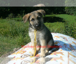 Small #1 German Shepherd Dog