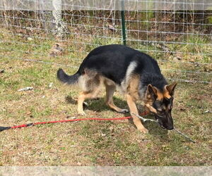German Shepherd Dog Dogs for adoption in LOGANVILLE, GA, USA