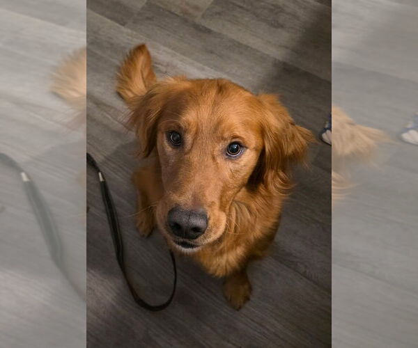 Medium Photo #1 Golden Retriever Puppy For Sale in Sioux Falls, SD, USA