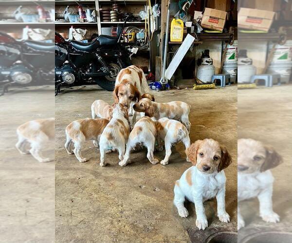 Medium Photo #1 Brittany Puppy For Sale in BERKSHIRE, NY, USA