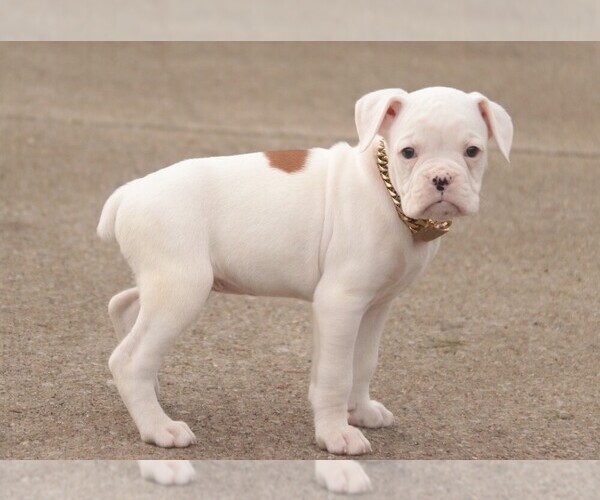 Medium Photo #10 Boxer Puppy For Sale in SHIPSHEWANA, IN, USA