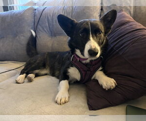 Mutt Dogs for adoption in Lancaster, PA, USA