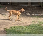 Small #8 Labrador Retriever-Rhodesian Ridgeback Mix