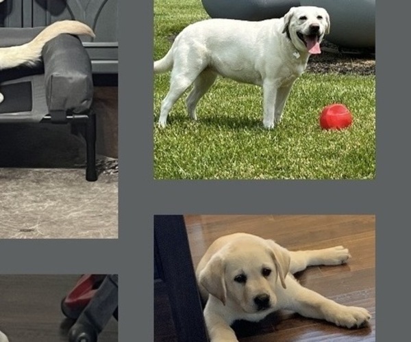 Medium Photo #1 Labrador Retriever Puppy For Sale in BLANCHESTER, OH, USA