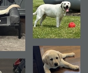 Father of the Labrador Retriever puppies born on 04/13/2026