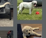 Small Photo #1 Labrador Retriever Puppy For Sale in BLANCHESTER, OH, USA