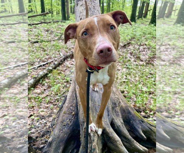 Medium Photo #12 American Pit Bull Terrier-Blue Lacy Mix Puppy For Sale in Rockaway, NJ, USA