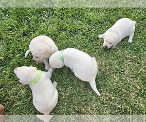 Labrador Retriever Puppy for sale in CEDAREDGE, CO, USA