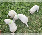Image preview for Ad Listing. Nickname: Litter of 4