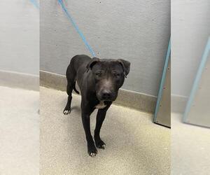 Mutt Dogs for adoption in Las Vegas, NV, USA