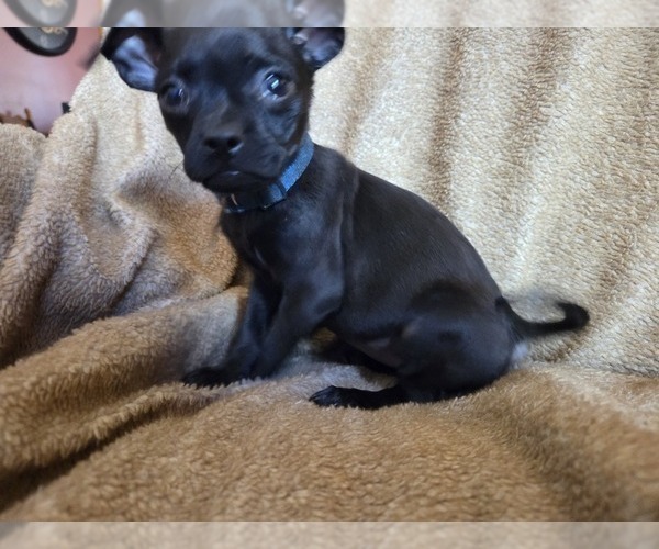 Medium Photo #2 Muggin Puppy For Sale in HILLSDALE, MI, USA