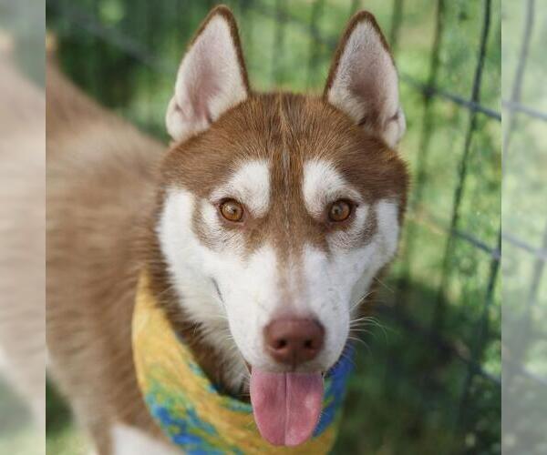 Medium Photo #1 Siberian Husky Puppy For Sale in San Antonio, TX, USA