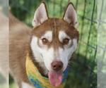 Small Siberian Husky