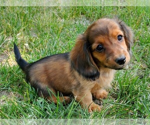 Dachshund Puppy for sale in CLARK, MO, USA