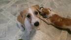 Small Photo #13 Jack Russell Terrier Puppy For Sale in AIKEN, SC, USA