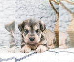 Small Photo #25 Schnauzer (Miniature) Puppy For Sale in SYRACUSE, IN, USA