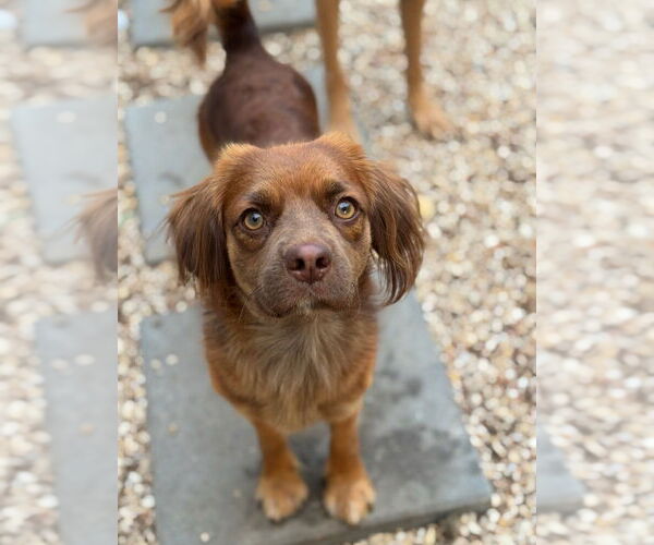 Medium Photo #2 Cavalier King Charles Spaniel-Unknown Mix Puppy For Sale in Oak Bluffs, MA, USA