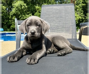 Labrador Retriever Puppy for sale in FRANKLIN, IN, USA