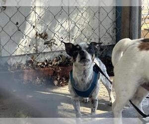 Chihuahua Dogs for adoption in San Martin, CA, USA