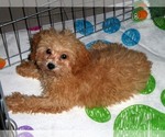Small Photo #5 Poodle (Toy) Puppy For Sale in ORO VALLEY, AZ, USA
