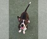 Cooper - Male Mutt Dog for Adoption - Small photo
