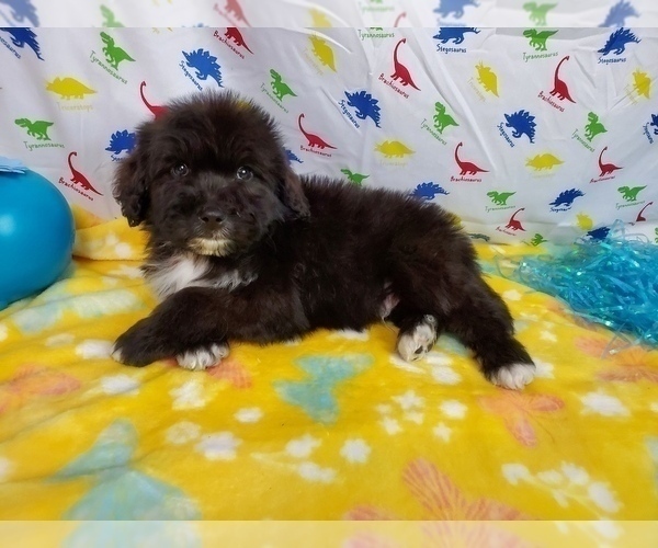 Medium Photo #3 Bernedoodle Puppy For Sale in BLACK FOREST, CO, USA