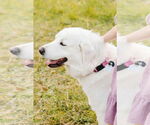 Small #4 Great Pyrenees