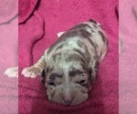 Small #6 American Bully