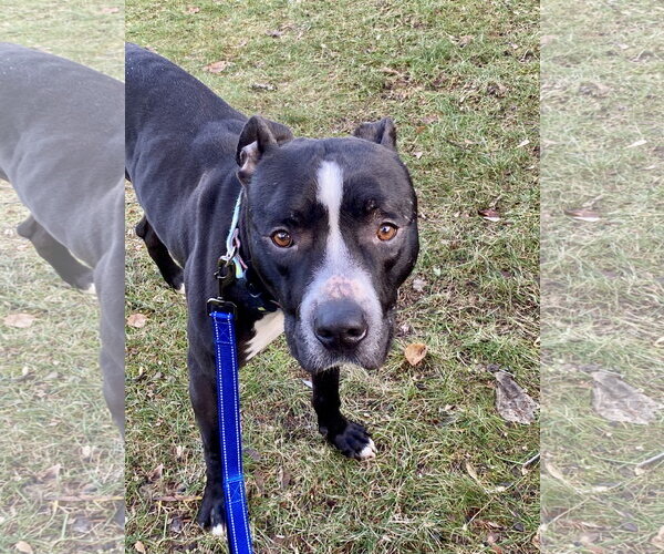 Medium Photo #5 American Pit Bull Terrier-Unknown Mix Puppy For Sale in Lockport, NY, USA