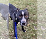 Small #4 American Pit Bull Terrier Mix