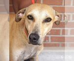 Small #2 Labrador Retriever Mix