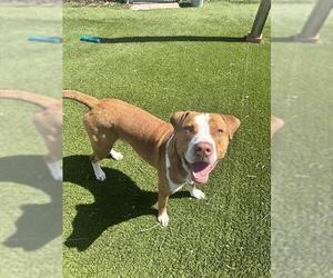 American Bulldog Dogs for adoption in Toronto, Ontario, Canada