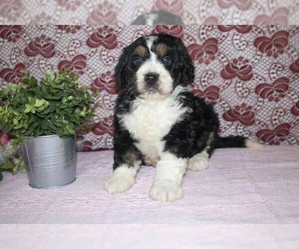 Medium Photo #1 Bernedoodle Puppy For Sale in SUGARCREEK, OH, USA
