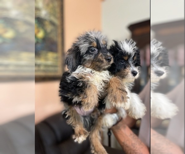 Medium Photo #1 Aussiedoodle Miniature  Puppy For Sale in ORLANDO, FL, USA