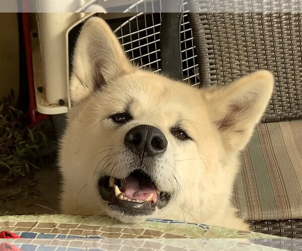 Medium Photo #3 Akita Puppy For Sale in Santa Clarita, CA, USA