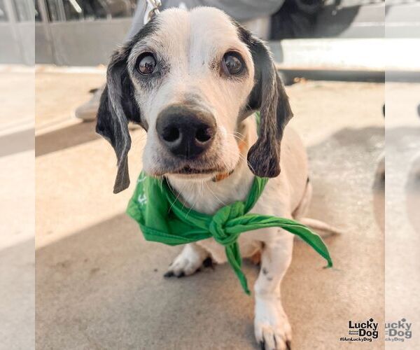 Medium Photo #1 Beagle-Unknown Mix Puppy For Sale in Washington, DC, USA