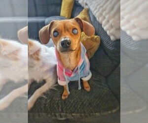 *HARPY CRYPTID -- BLIND - Male Chiweenie Dog for Adoption - Photo #3