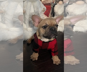 French Bulldog Puppy for sale in LEOMINSTER, MA, USA