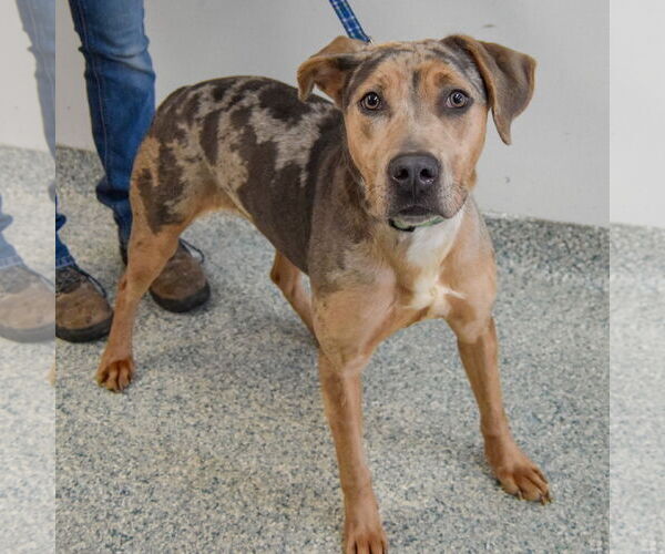 Medium Photo #2 Catahoula Leopard Dog Puppy For Sale in Huntley, IL, USA